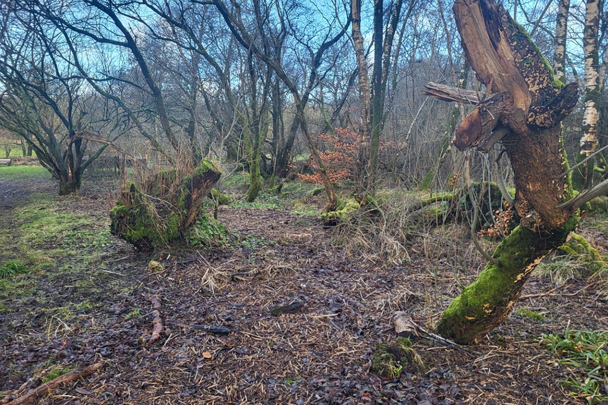 Auction Details Land at Loch Semple, Castle Semple, Lochwinnoch