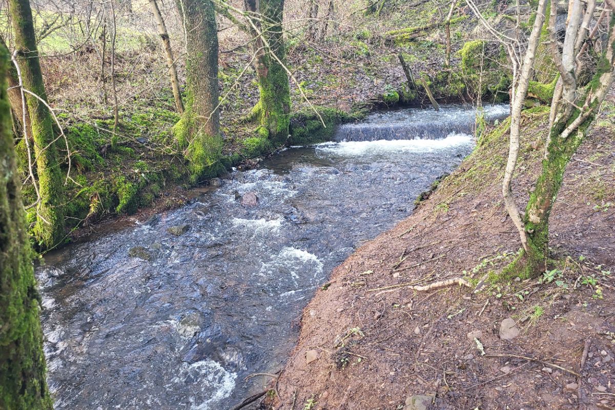 Auction Details Land at Loch Semple, Castle Semple, Lochwinnoch